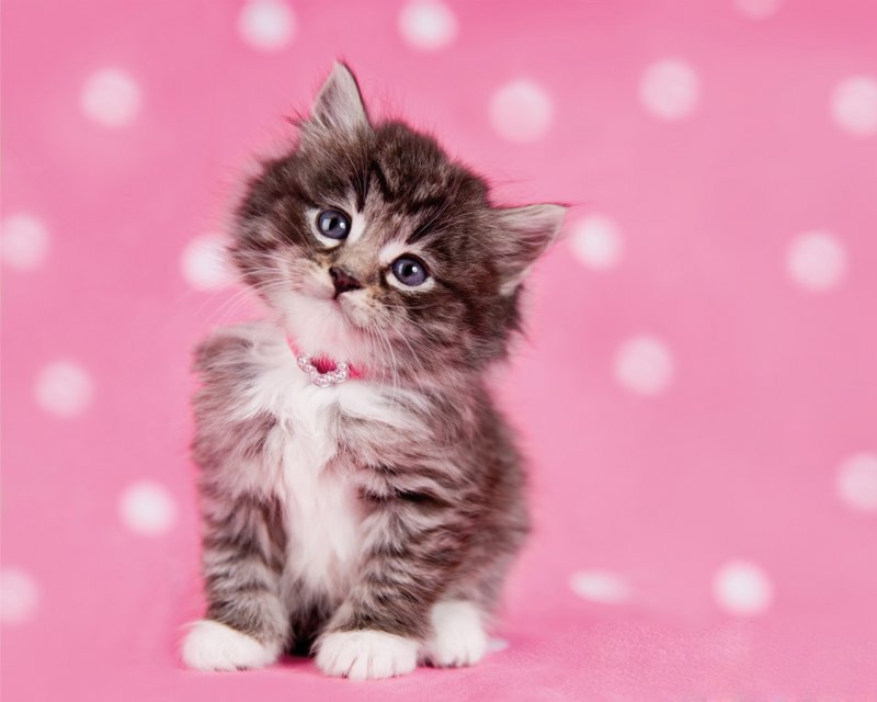 Красивые котята в розовом