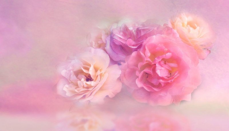 Розовые размытые цветы