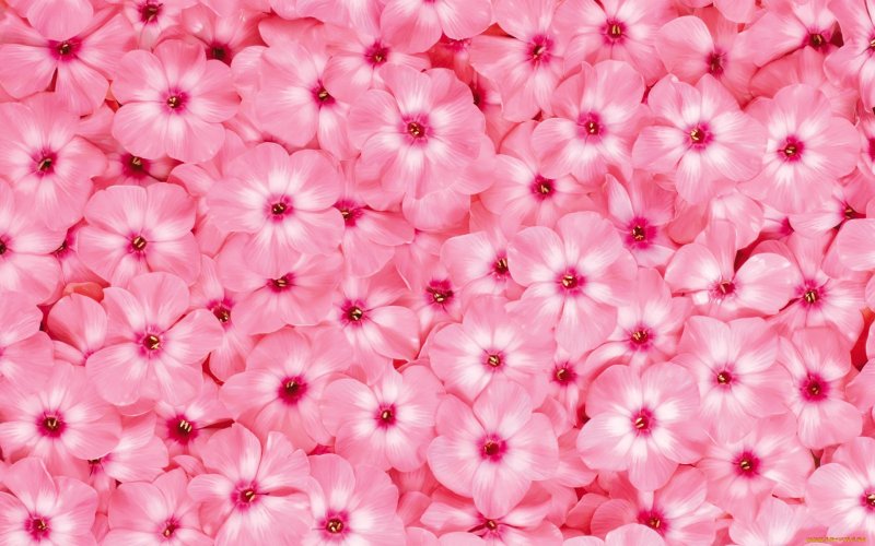 Цветочки розовые фон (49 фото)