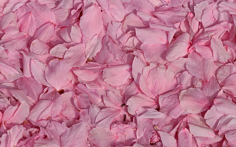 Лепестки розовых цветов