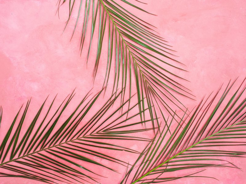 Розовые листья пальмы