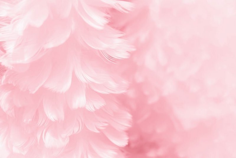 Розовые перья фон