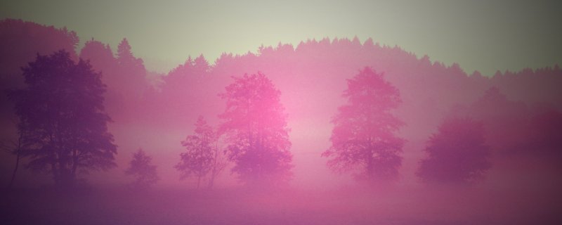 Розовый туман в лесу