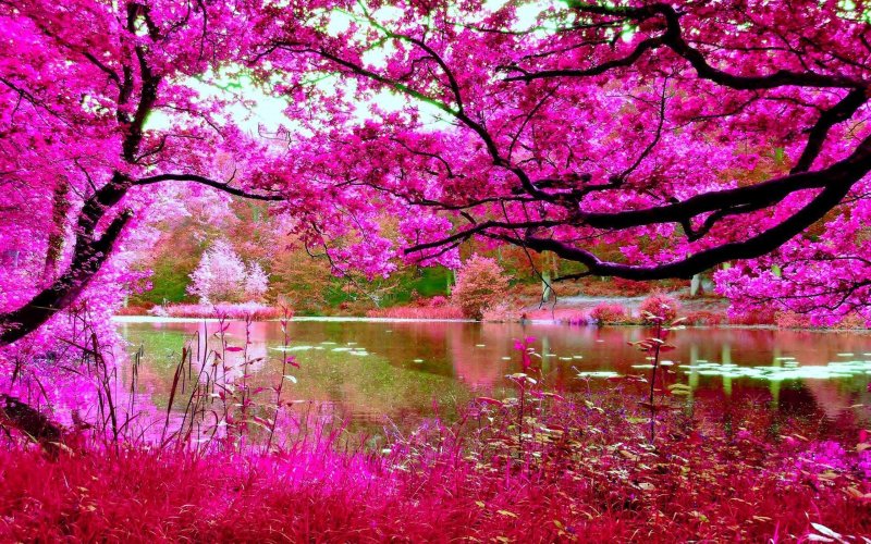 Красивый розовый пейзаж