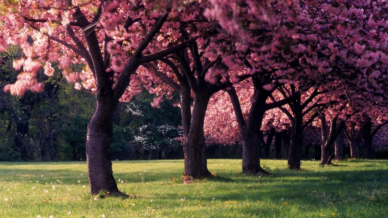 Деревья в розовых цветах