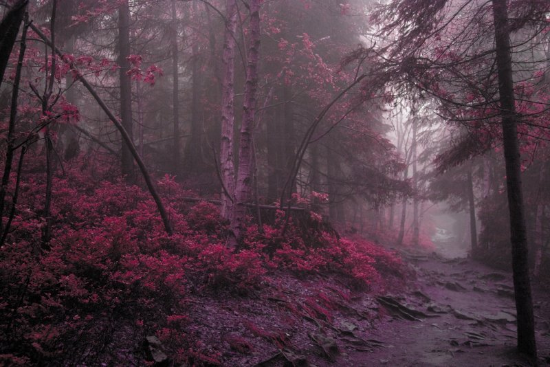 Лес в розовых тонах