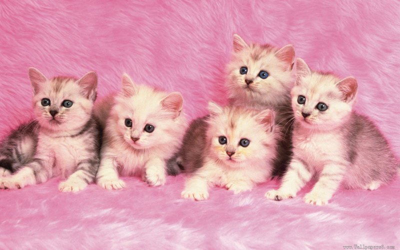 Розовый котенок