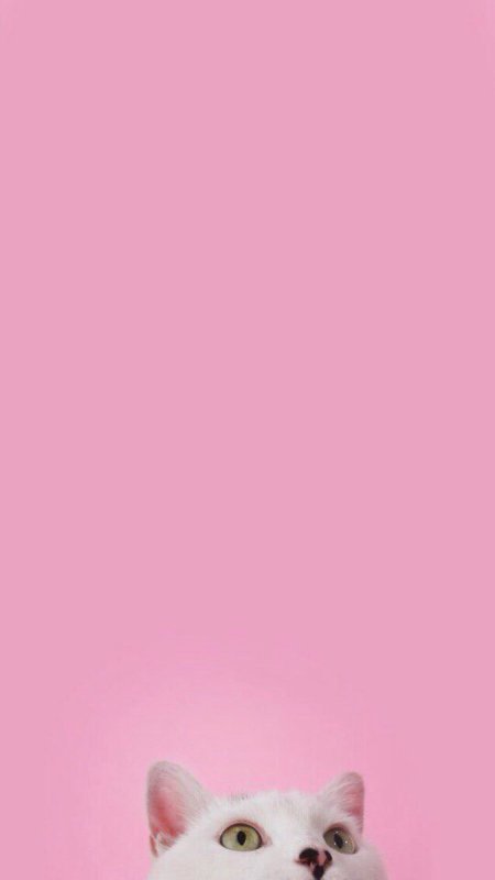 Кошка на розовом фоне