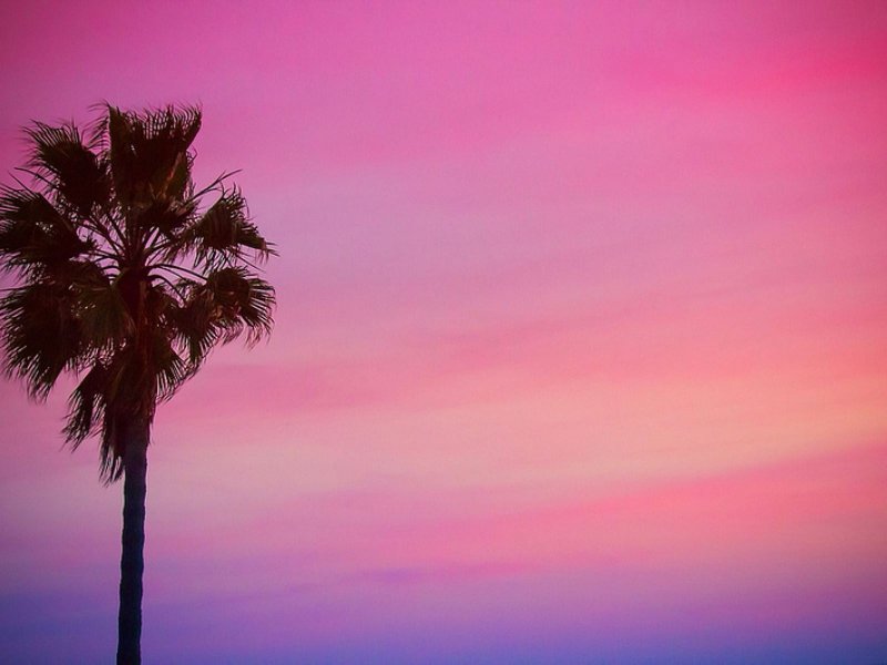 Пальмы розовое небо