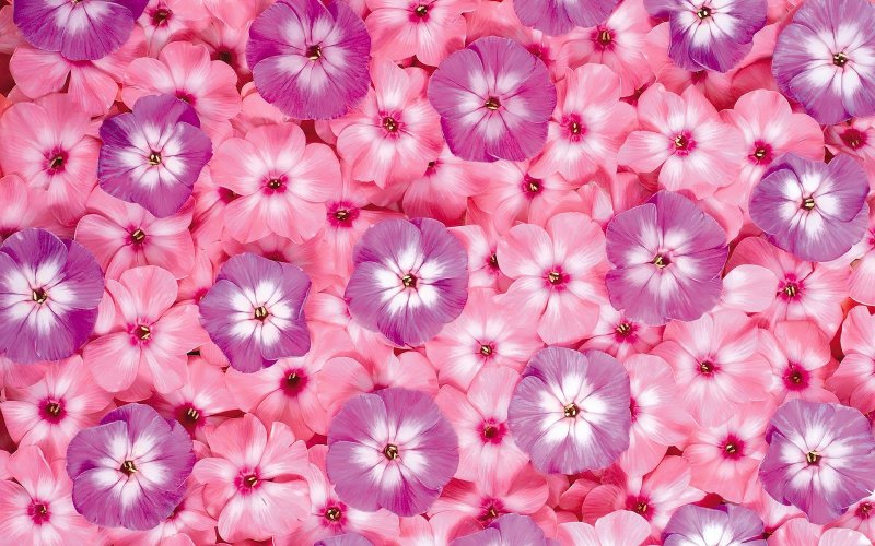 Фон розовый цветок (49 фото)
