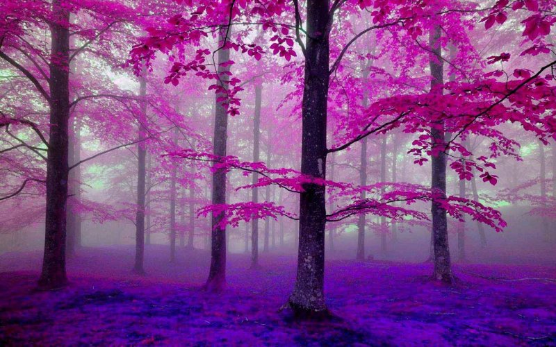 Пейзаж розовый лес
