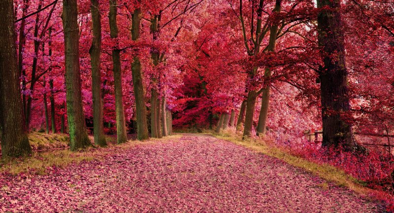 Фон леса розового (31 фото)