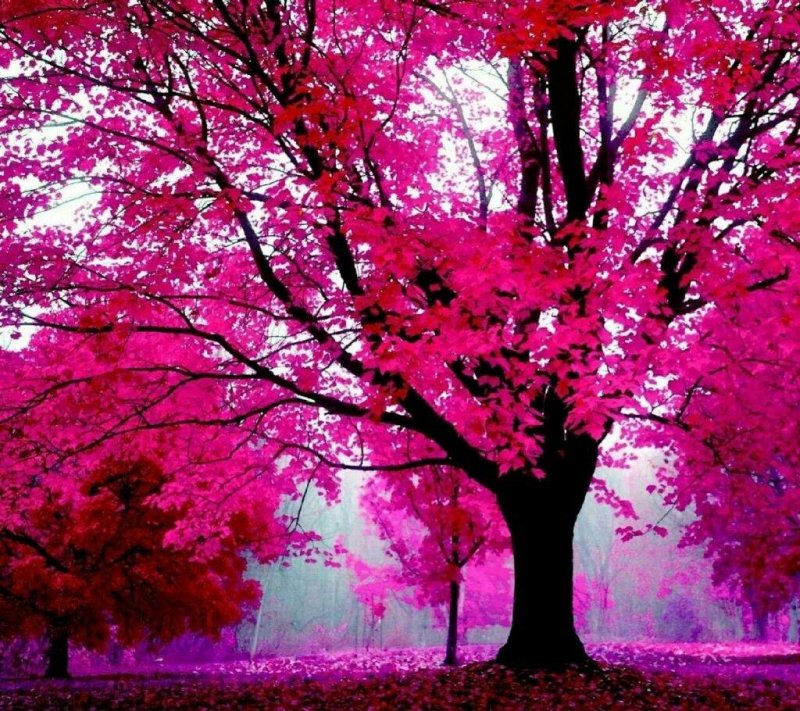 Пейзаж с розовыми деревьями