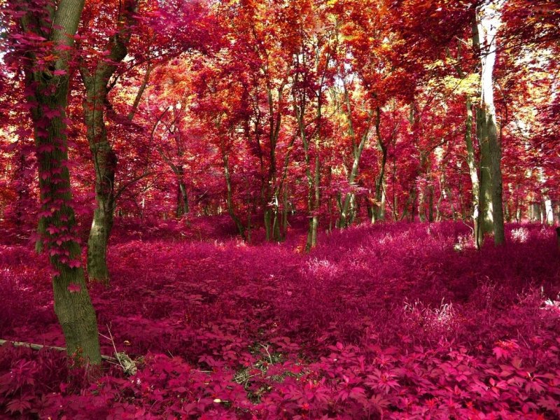 Ирландский розовый лес