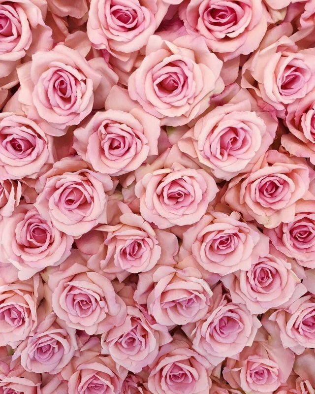 Много розовых цветов