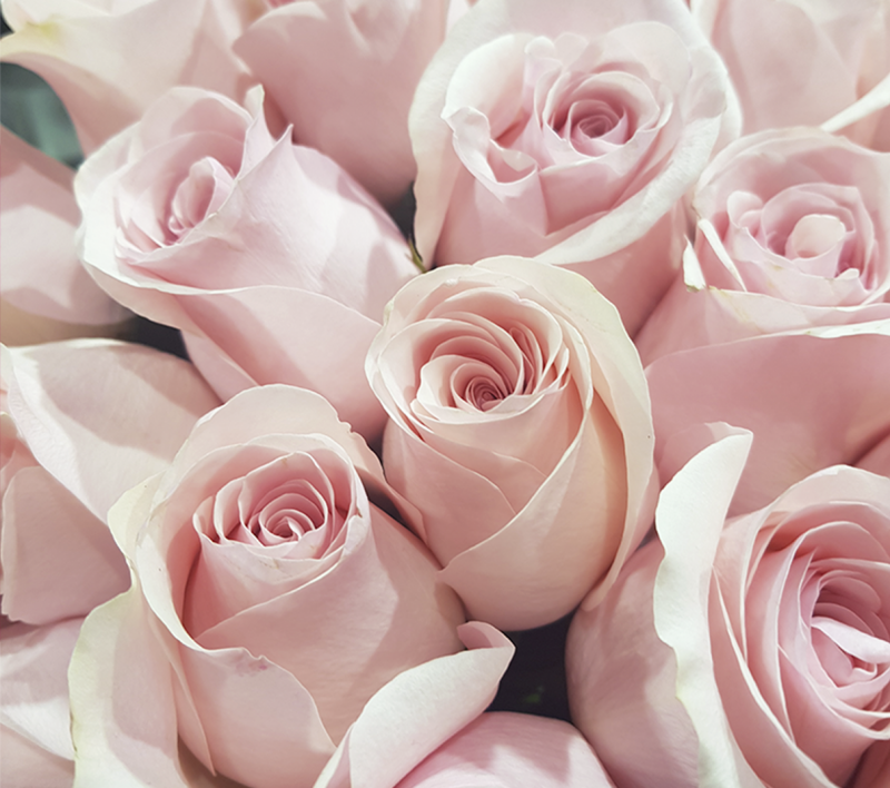 Бежево розовые розы