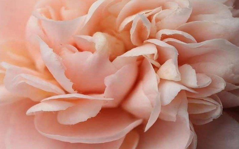 Бежево розовые цветы
