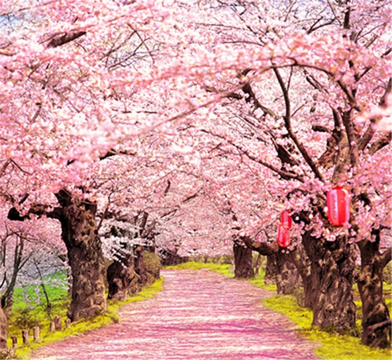 Цветущие сады Сакуры