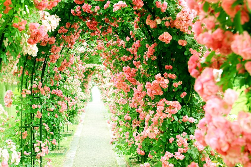 Цветочные арки в саду