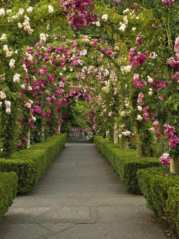 Сад Бутчартов в Канаде розовый сад