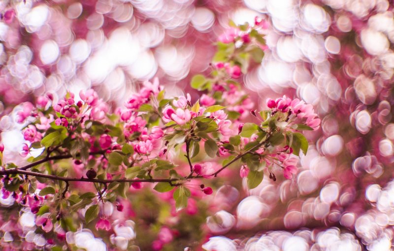 Боке розовые цветы