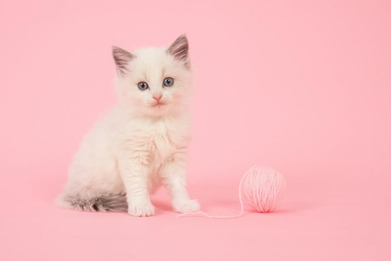 Белая кошка на розовом фоне