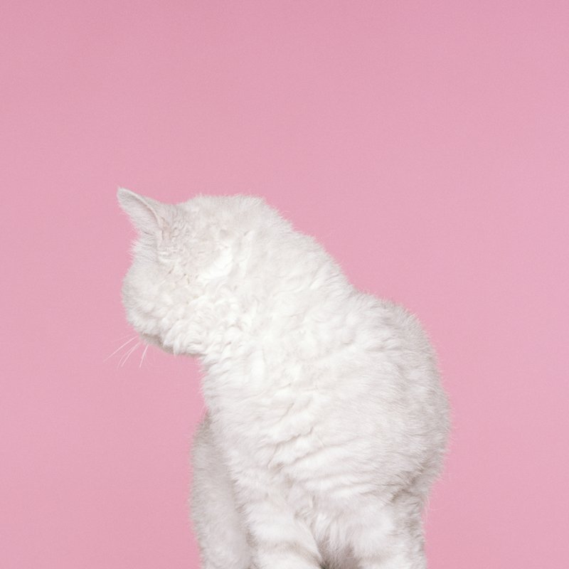 Розовый кот Эстетика