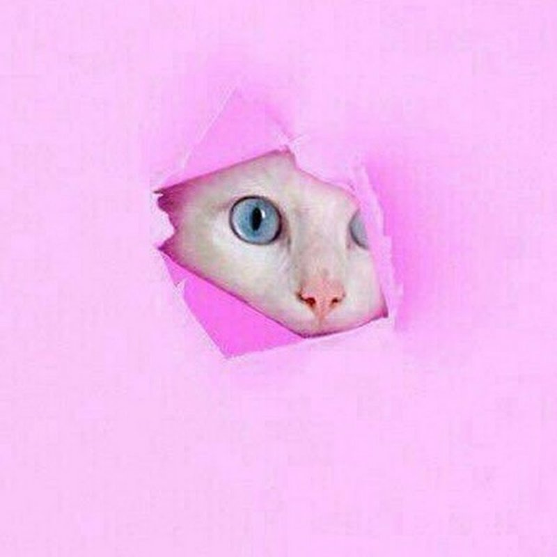 Кошечка на розовом фоне