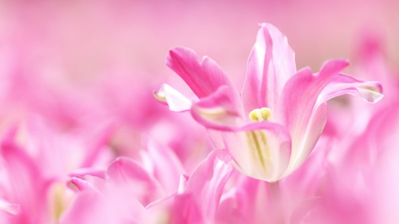 Розовый фон с лилиями