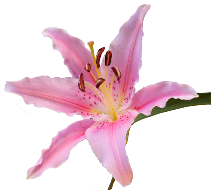 Лилия розовая на белом фоне