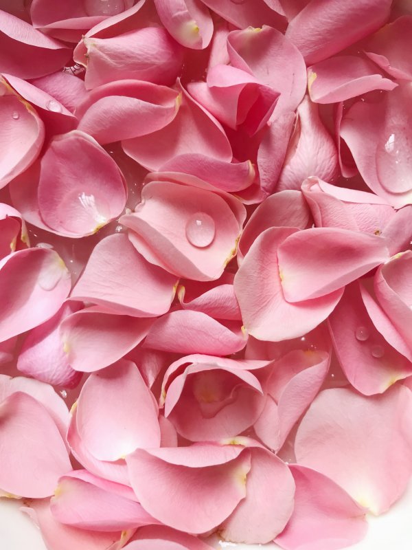 Лепестки роз розовые