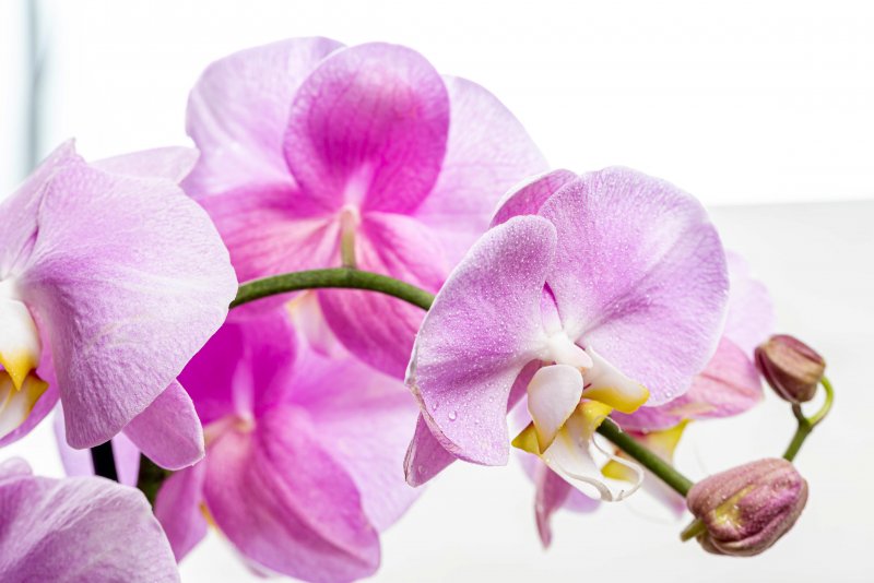 Фон розовые орхидеи (46 фото)