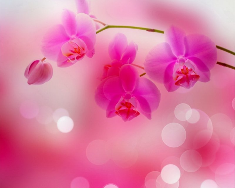Орхидеи на розовом фоне потолок