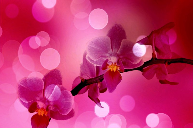 Розовая Орхидея