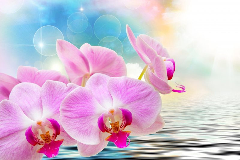 Цветы орхидеи