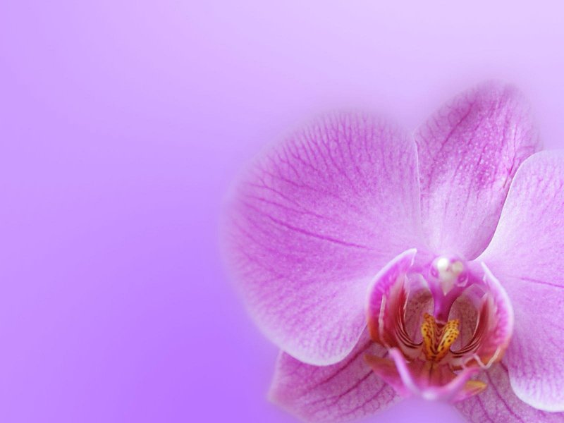 Орхидеи на розовом фоне