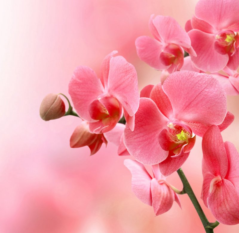 Красивые орхидеи с днем рождения