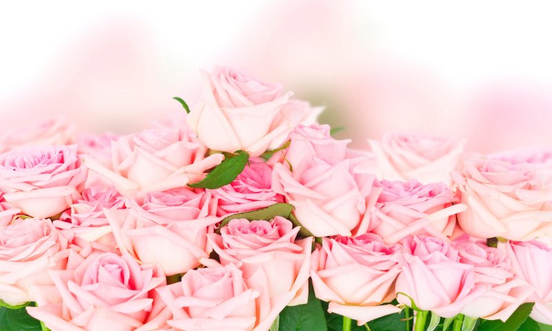 Розовые розы фон