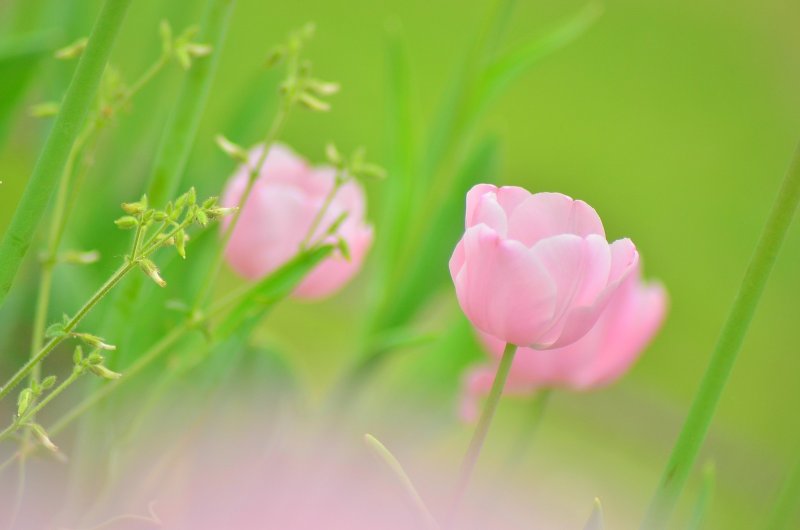 Нежные розовые цветы в природе