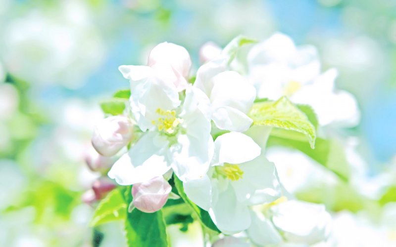 Бледные весенние цветы