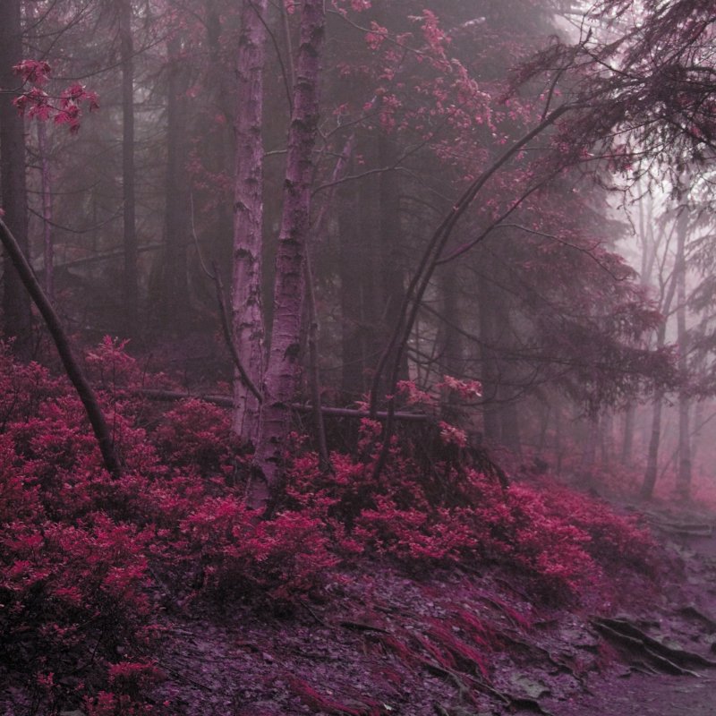 Розовый лес