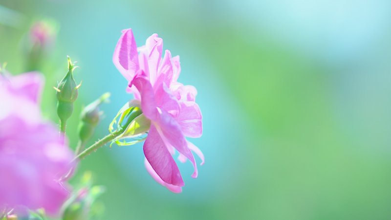 Цветы салатово розовое