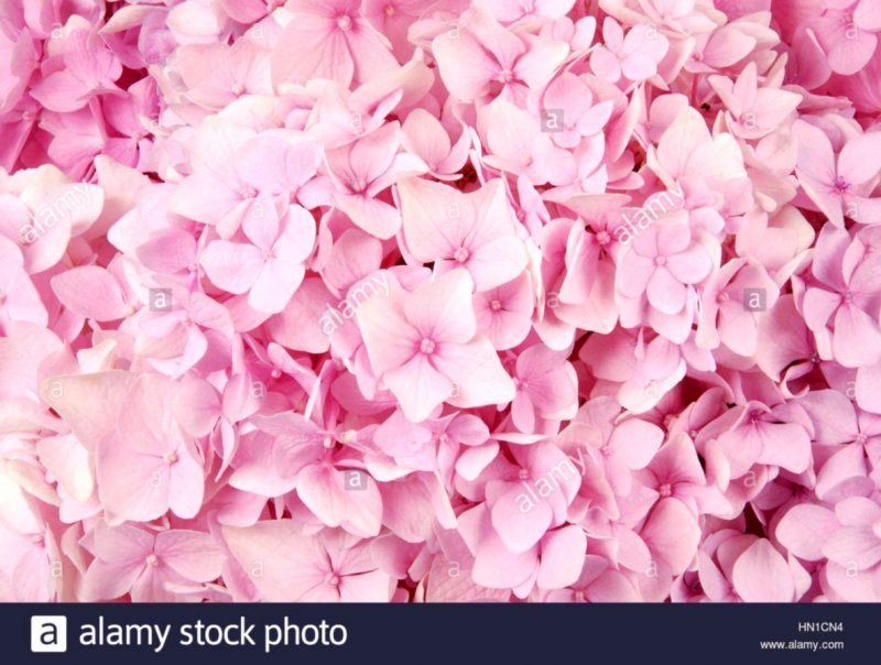 Гортензия розовая текстура
