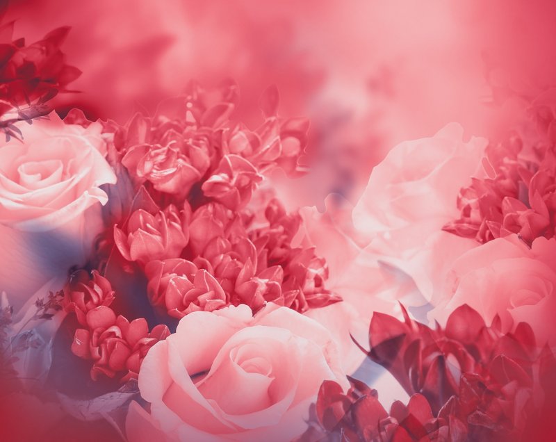 Фон цветы розовый розы (25 фото)