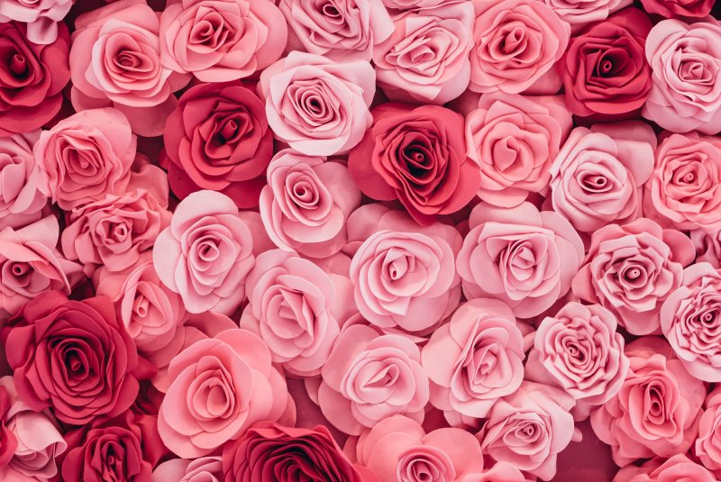 Розовые розы на розовом фоне
