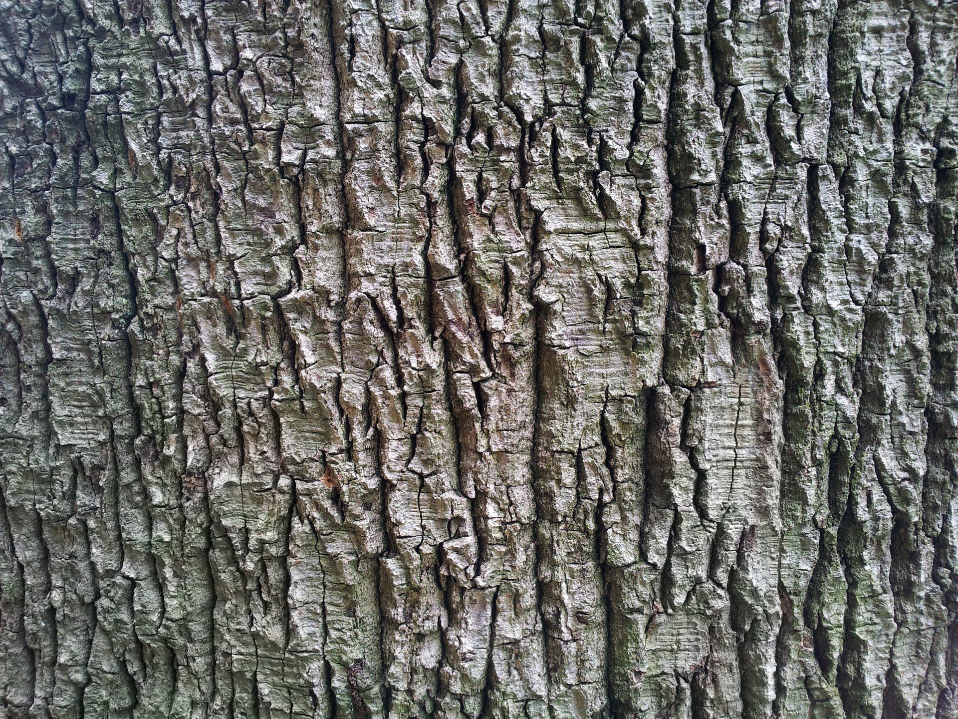 Древесный. Бороздчатая кора. Кора дерева. Текстура коры дерева бесшовная. Кора дерева фактура.