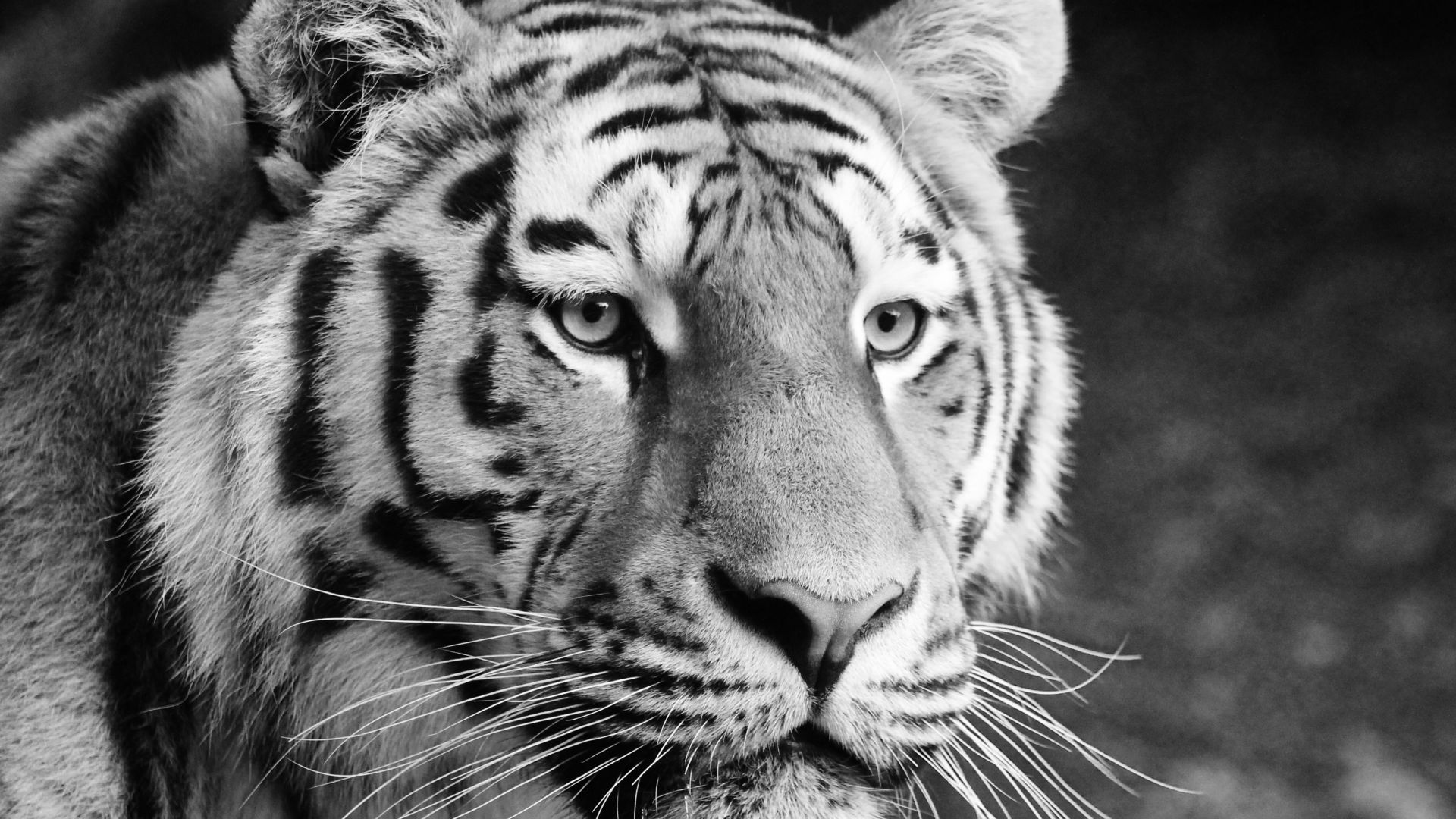 Серый тигр
