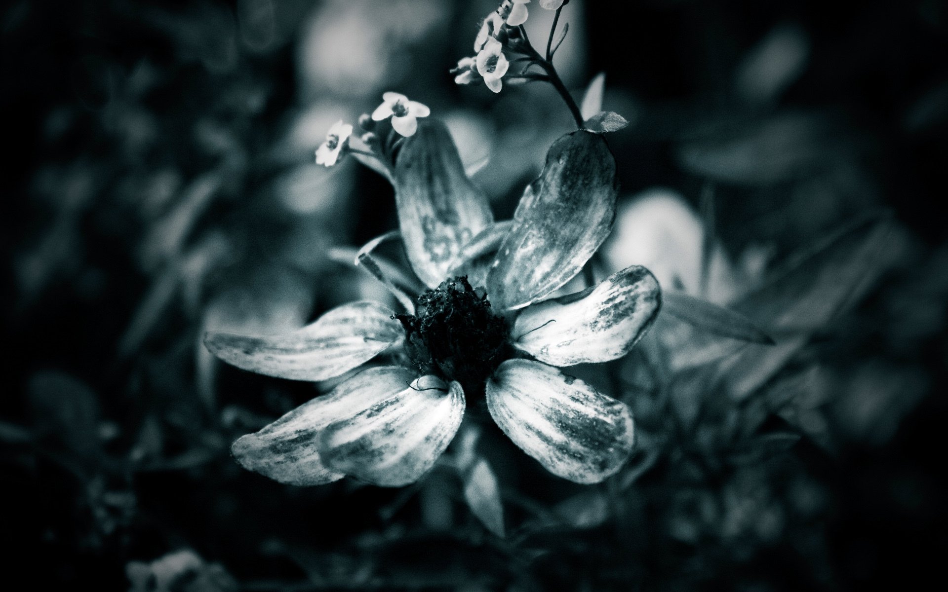 Цветок на темном фоне обои. Серые цветы. Темные цветы. Мрачные цветы. Черно-белый цветок.
