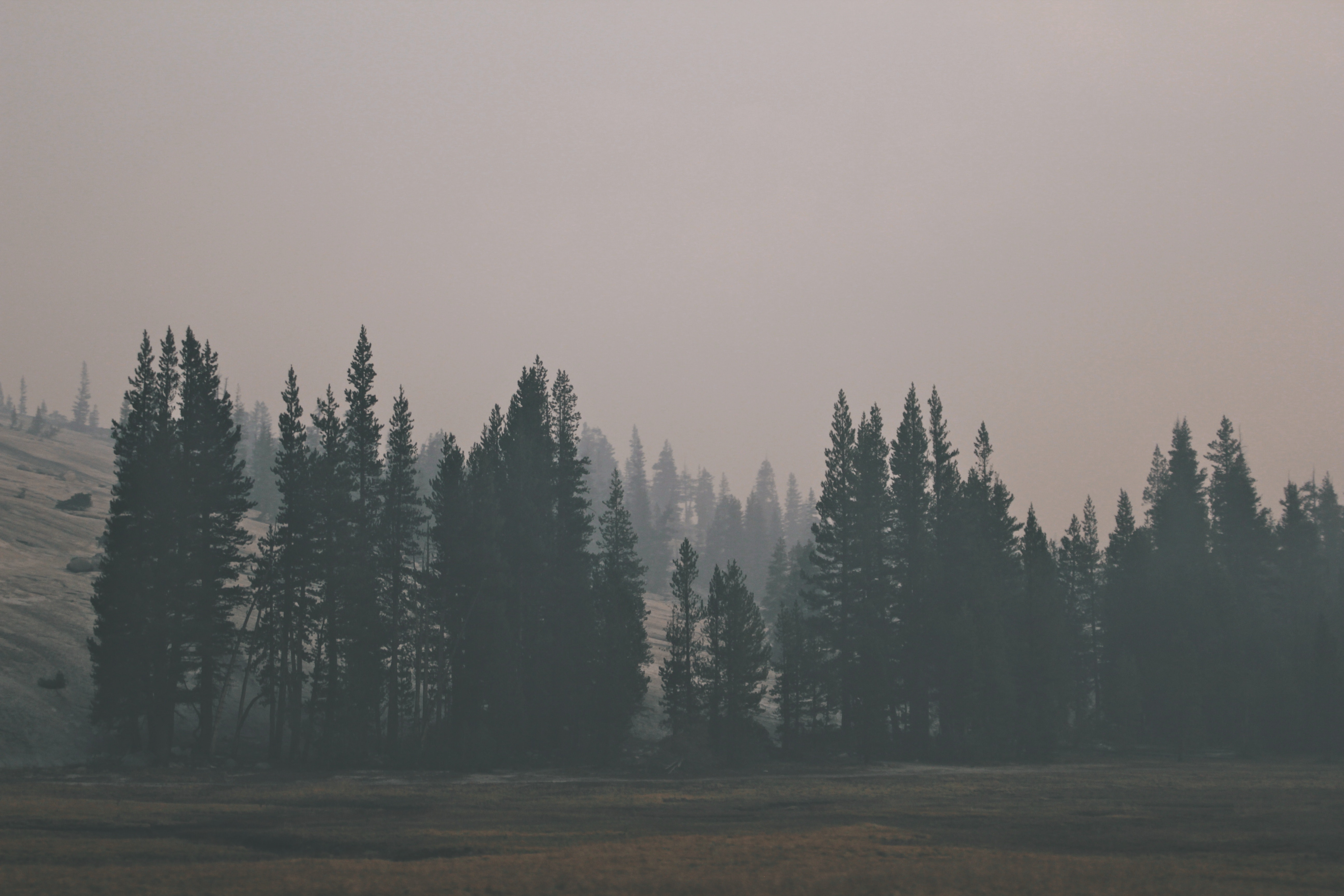 Виднеться по за лесом. Лес в тумане. Хвойный лес в тумане. Эстетика леса в тумане. Темный еловый лес.