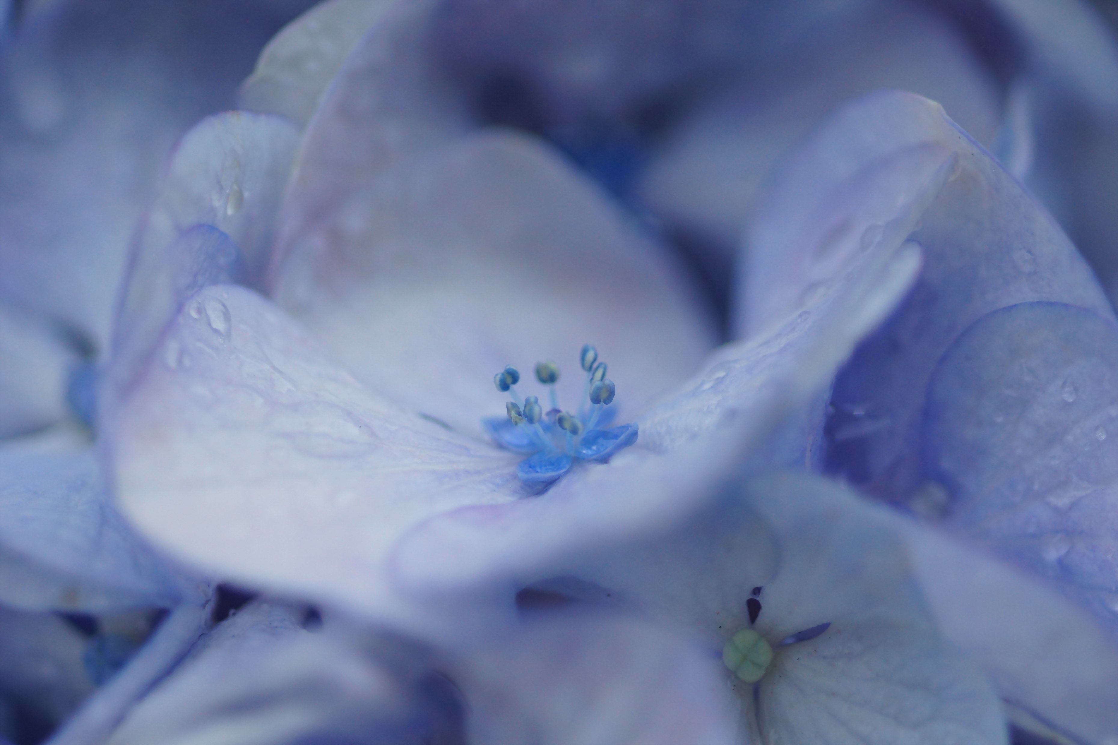 Нежно голубой тон. Голубые цветы. Нежный цветок. Цветы Макросъемка. Нежные цветочки.